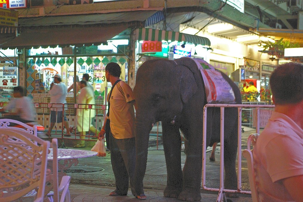 ZPXK10D_5101.jpg - Your having a quiet meal on your last evening in residential Bangkok when a baby elephant taps you on the arm!