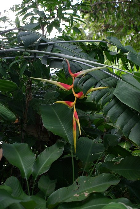 PXK10D_2902.jpg - The Botanic Gardens, Cairns, Queensland, Australia