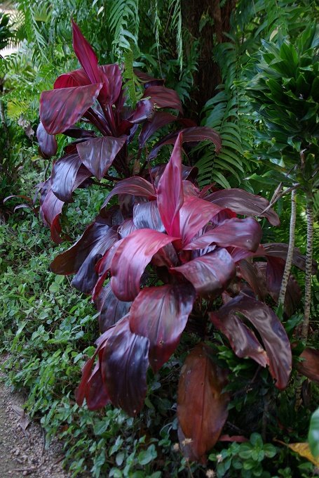 PXK10D_2904.jpg - The Botanic Gardens, Cairns, Queensland, Australia