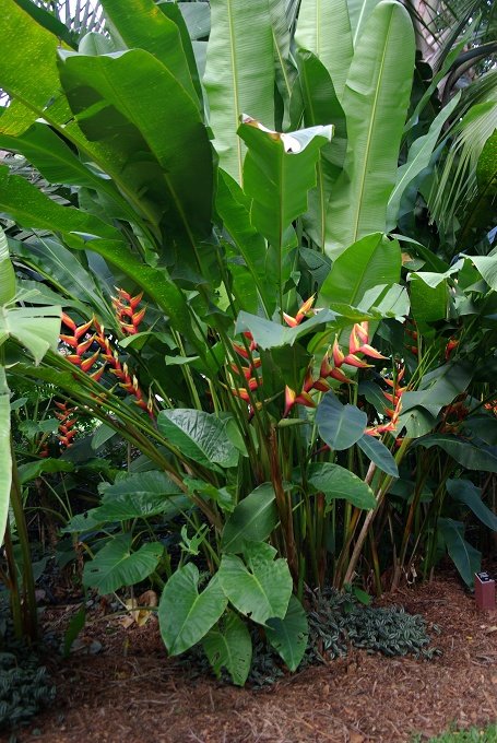 PXK10D_2908.jpg - The Botanic Gardens, Cairns, Queensland, Australia