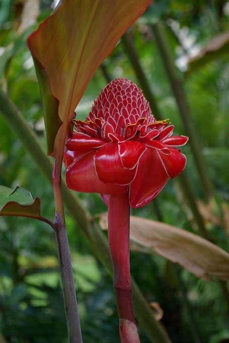 PXK10D_2915.jpg - The Botanic Gardens, Cairns, Queensland, Australia