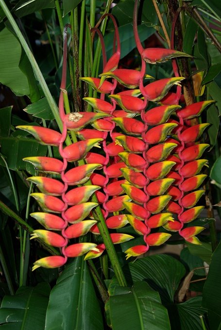PXK10D_2925.jpg - The Botanic Gardens, Cairns, Queensland, Australia