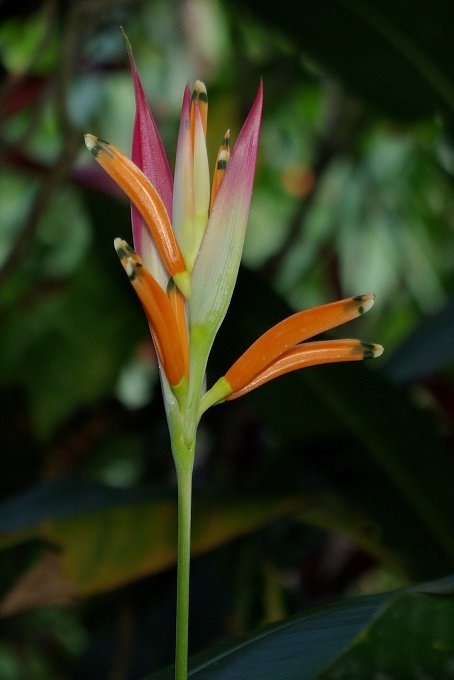 PXK10D_2926.jpg - The Botanic Gardens, Cairns, Queensland, Australia