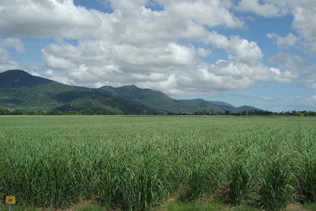 PXK10D_2967.jpg - Sugar cane, near Cairns, Queensland, Australia