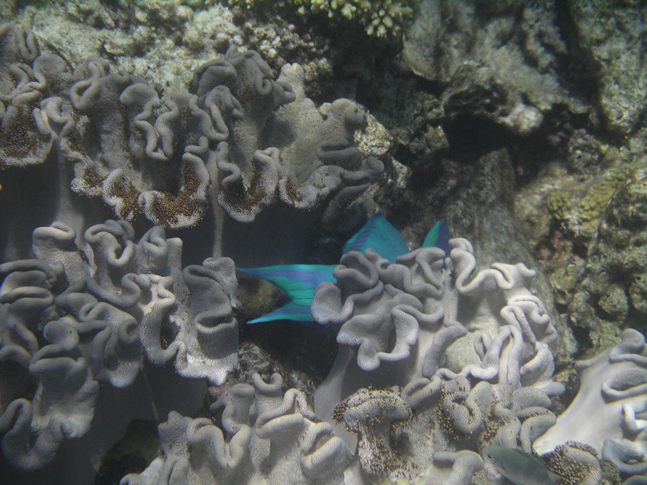 IMGP1212.jpg - Snorkelling on the Great Barrier Reef