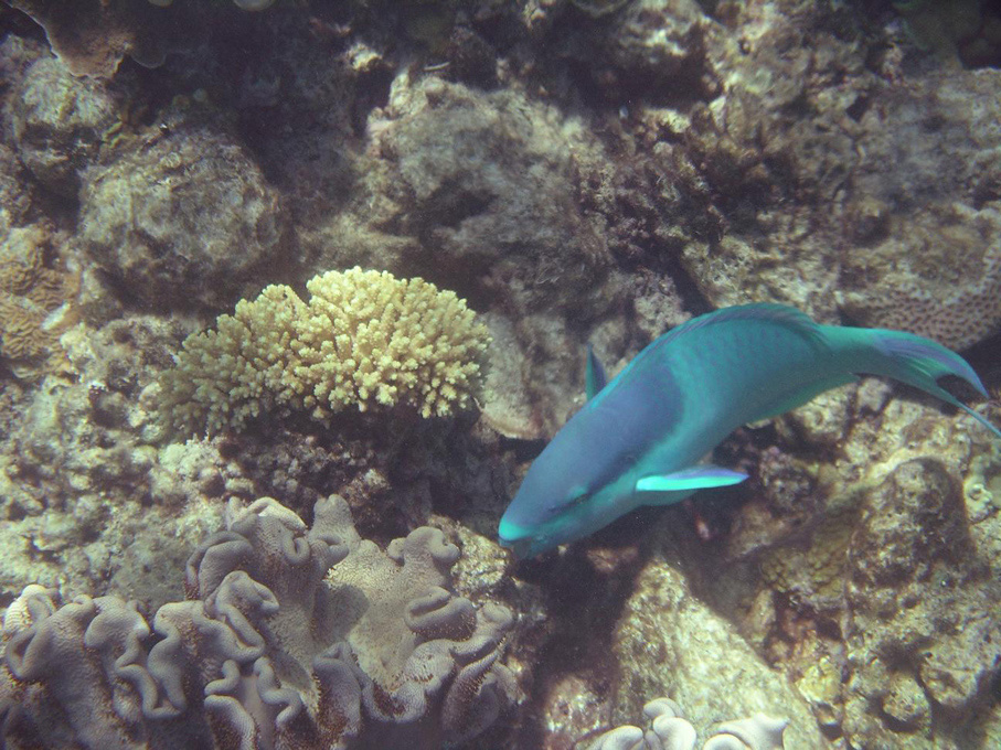 IMGP1213_M.jpg - Snorkelling on the Great Barrier Reef