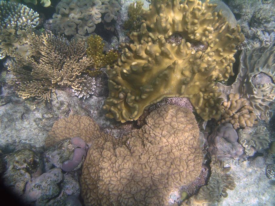 IMGP1222_M.jpg - Snorkelling on the Great Barrier Reef