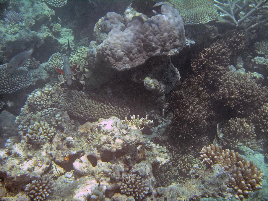 IMGP1227_M.jpg - Snorkelling on the Great Barrier Reef