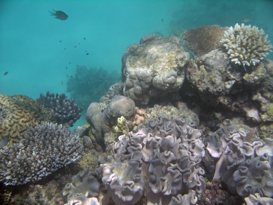 IMGP1228_M.jpg - Snorkelling on the Great Barrier Reef