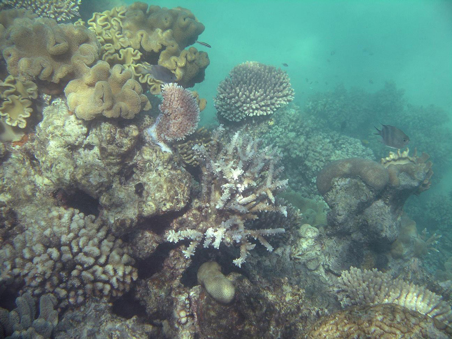 IMGP1229_M.jpg - Snorkelling on the Great Barrier Reef