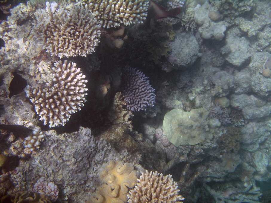 IMGP1230_M.jpg - Snorkelling on the Great Barrier Reef