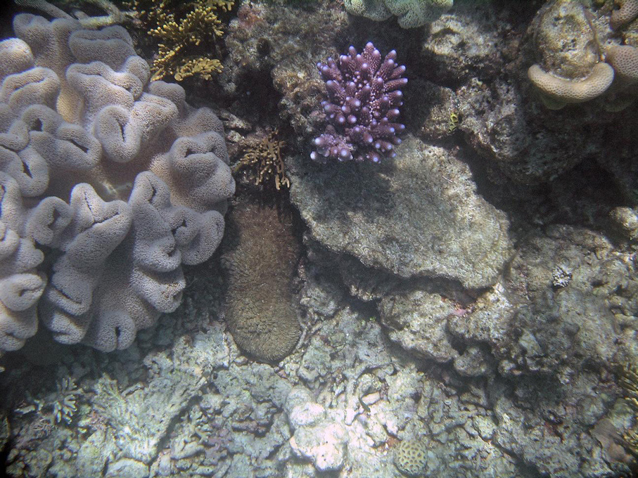 IMGP1232_M.jpg - Snorkelling on the Great Barrier Reef