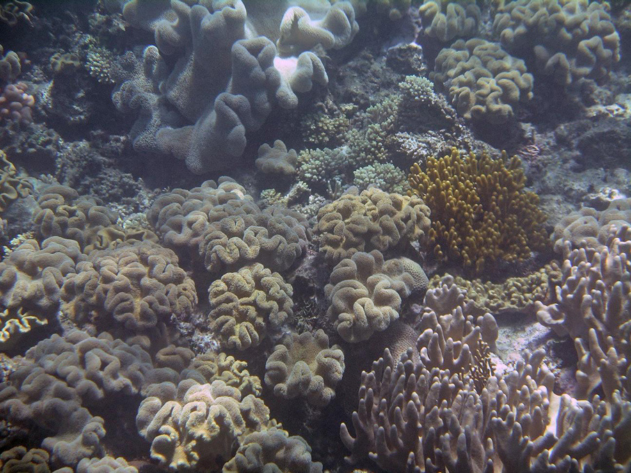 IMGP1233_M.jpg - Snorkelling on the Great Barrier Reef