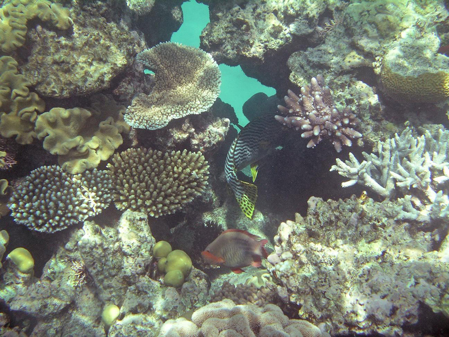 IMGP1234_M.jpg - Snorkelling on the Great Barrier Reef