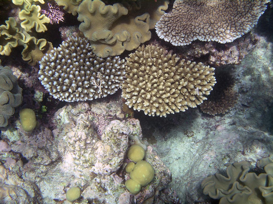 IMGP1235_M.jpg - Snorkelling on the Great Barrier Reef