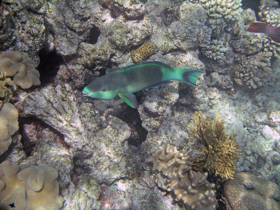 IMGP1236_M.jpg - Snorkelling on the Great Barrier Reef
