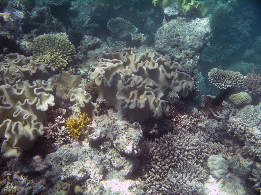 IMGP1237_M.jpg - Snorkelling on the Great Barrier Reef