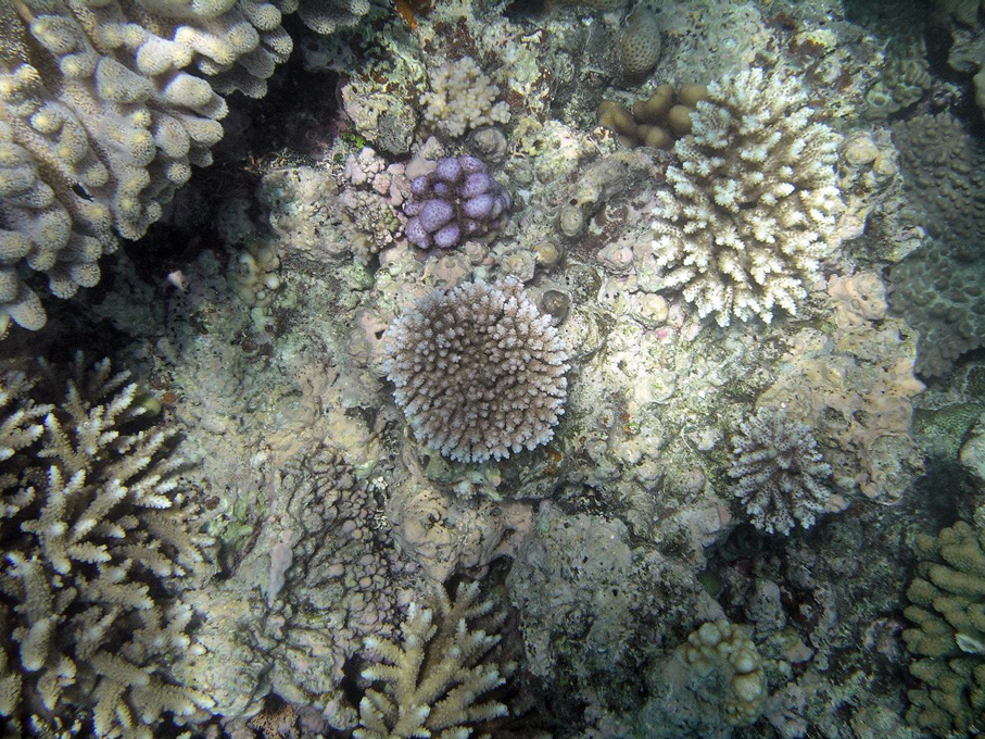 IMGP1239_M.jpg - Snorkelling on the Great Barrier Reef