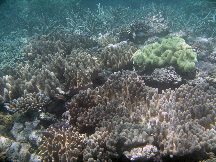 IMGP1241_M.jpg - Snorkelling on the Great Barrier Reef