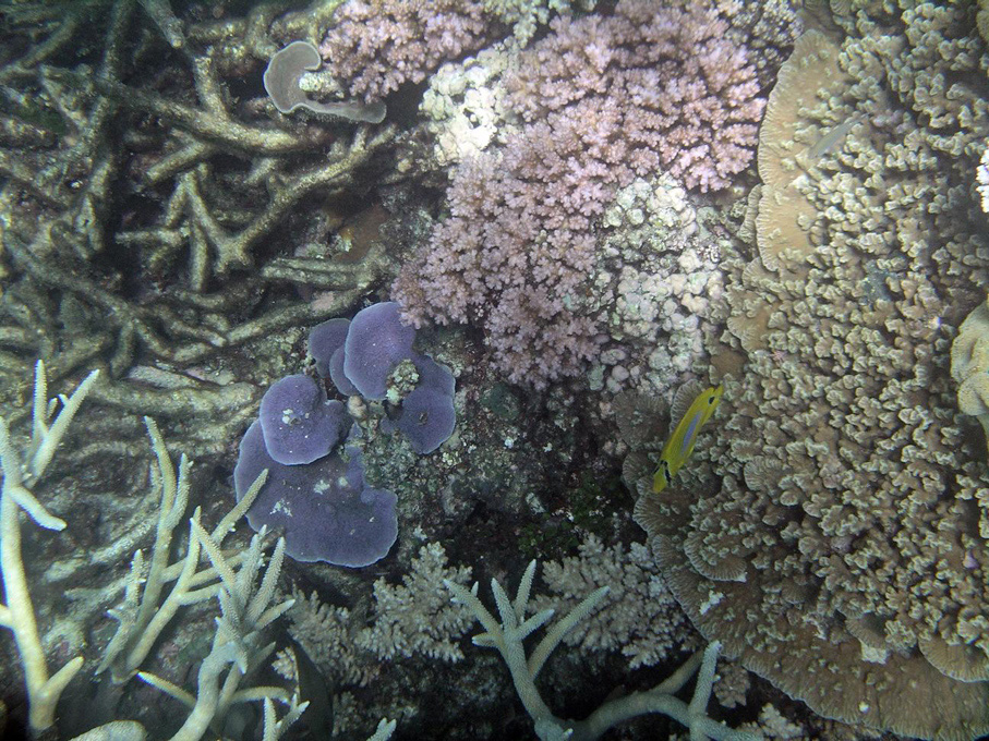 IMGP1243_M.jpg - Snorkelling on the Great Barrier Reef