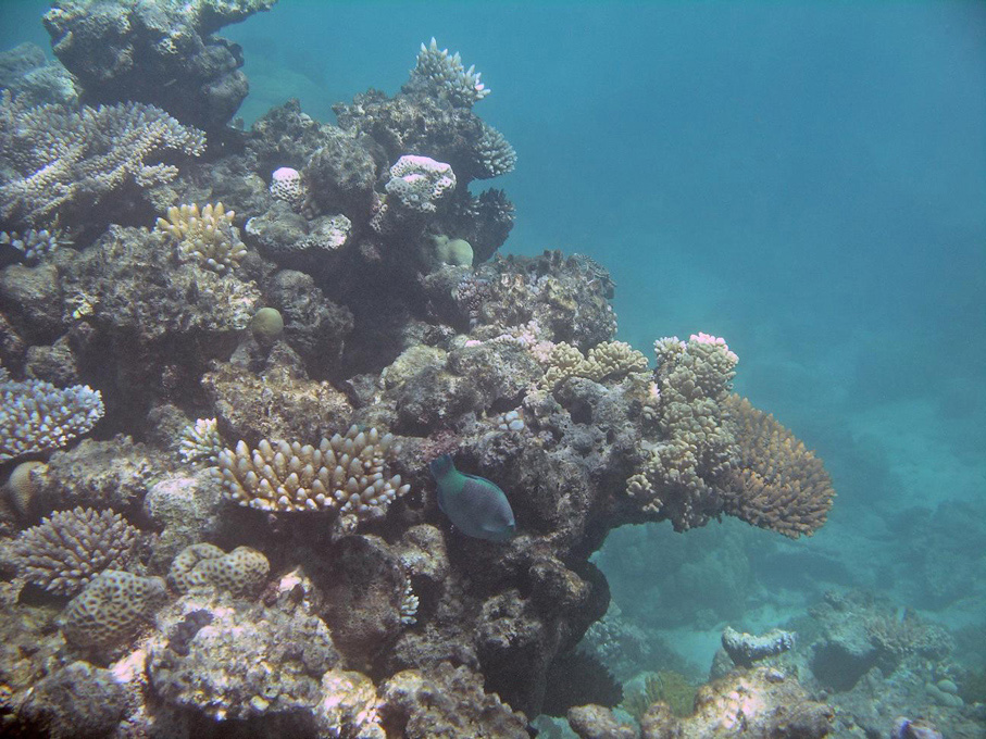 IMGP1244_M.jpg - Snorkelling on the Great Barrier Reef