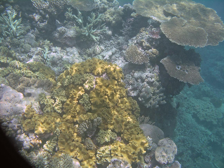 IMGP1255_M.jpg - Snorkelling on the Great Barrier Reef