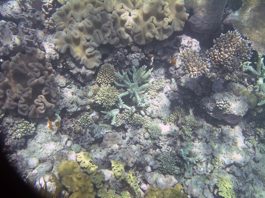 IMGP1256_M.jpg - Snorkelling on the Great Barrier Reef