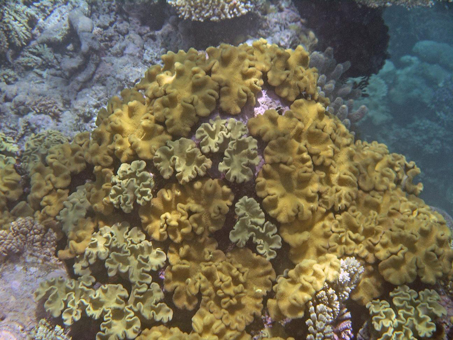 IMGP1257_M.jpg - Snorkelling on the Great Barrier Reef