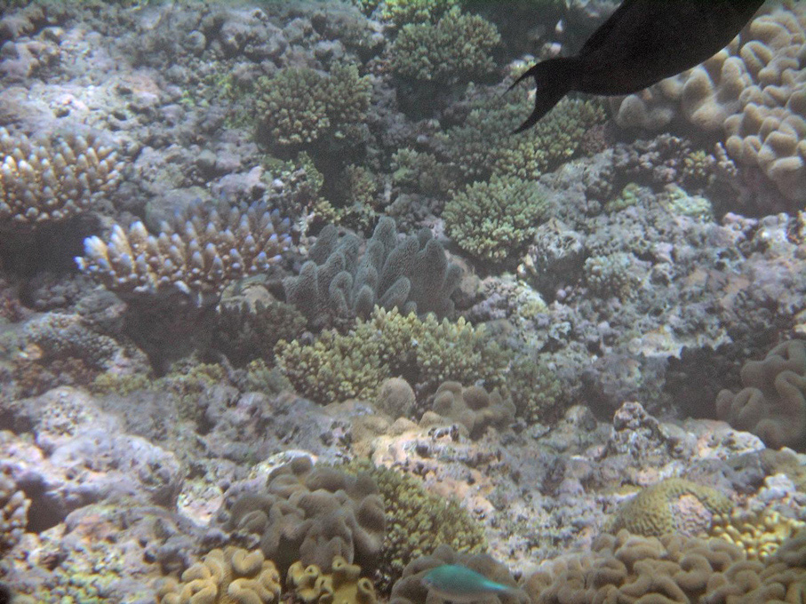 IMGP1271_M.jpg - Snorkelling on the Great Barrier Reef