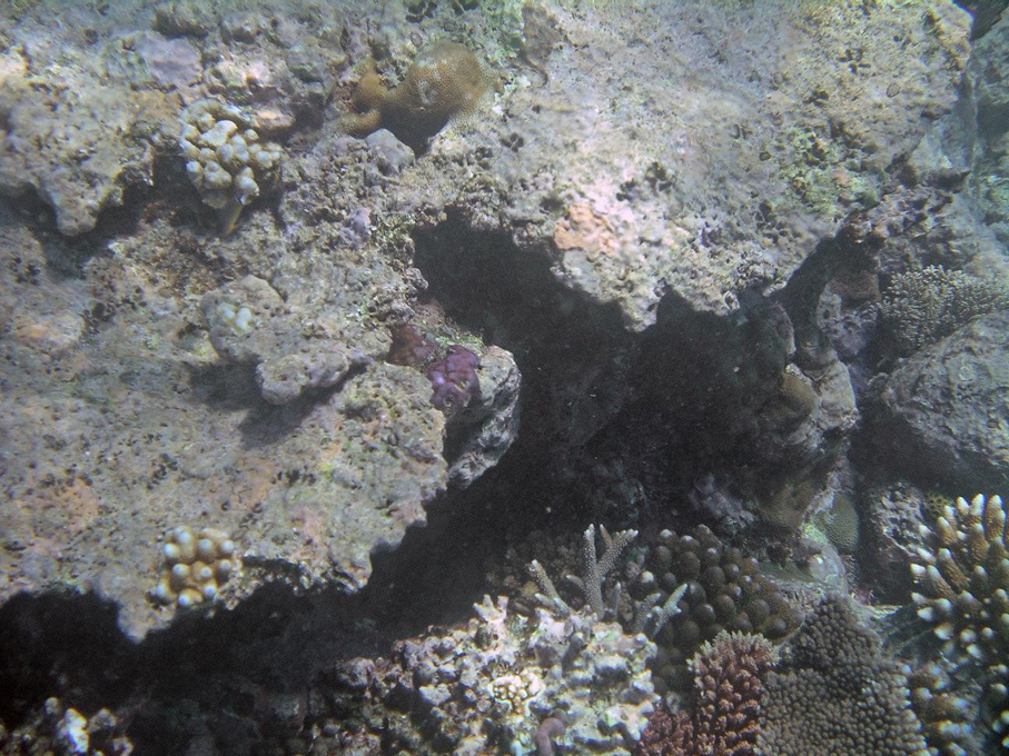 IMGP1272_M.jpg - Snorkelling on the Great Barrier Reef