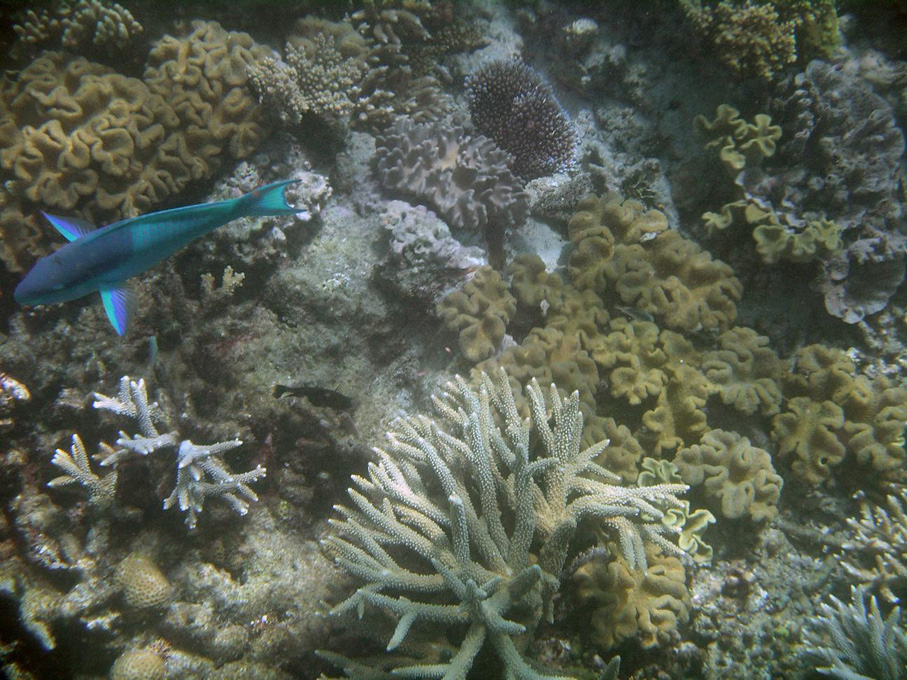 IMGP1273_M.jpg - Snorkelling on the Great Barrier Reef