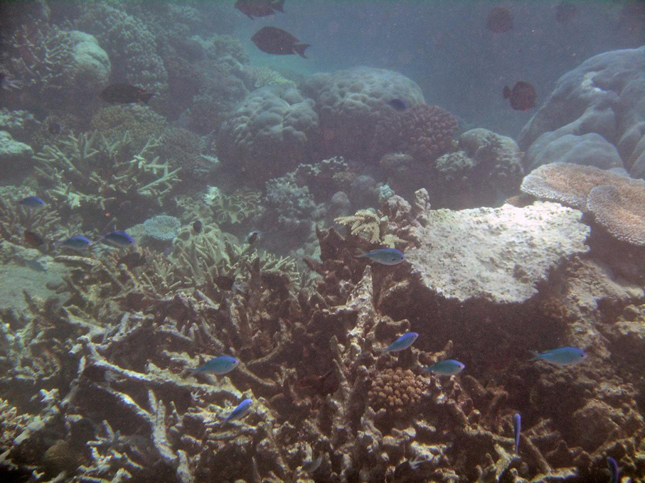 IMGP1274_M.jpg - Snorkelling on the Great Barrier Reef