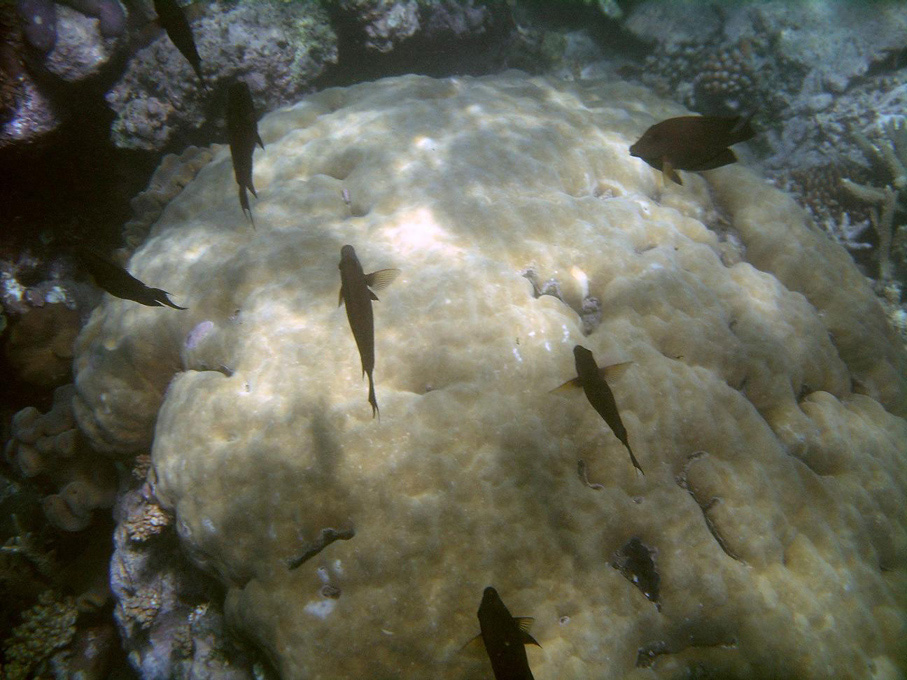IMGP1275_M.jpg - Snorkelling on the Great Barrier Reef