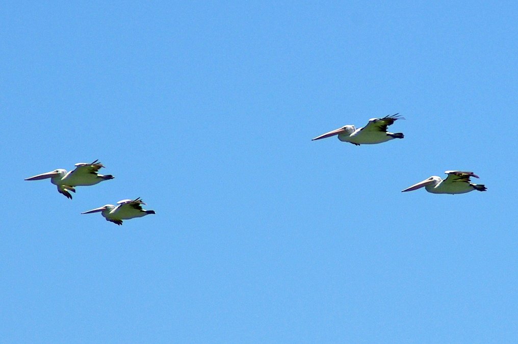 PXK10D_3816.JPG - Pigs might not fly but pelicans do! Mandurah, Western Australia