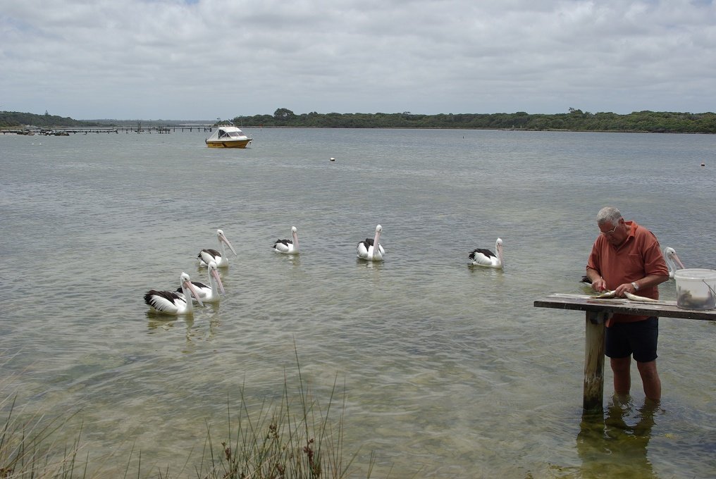 PXK10D_3915.JPG - Pelicans waiting for food, Augusta, Margaret River, Western Australia