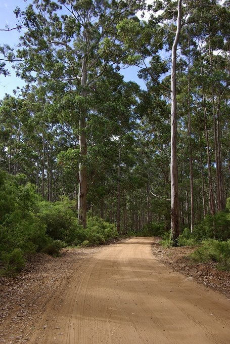 PXK10D_4262.JPG - Scenic drive through the Boranup Karri forest, Margaret River,Western Australia.