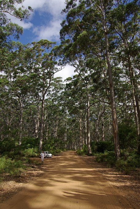 PXK10D_4265.JPG - Scenic drive through the Boranup Karri forest, Margaret River,Western Australia.