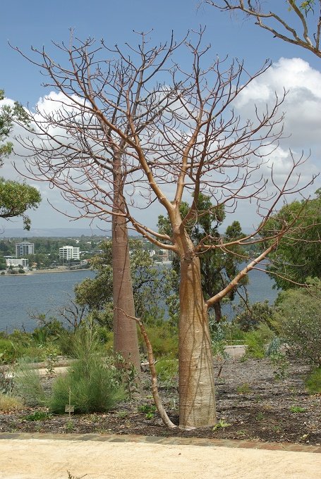 PXK10D_2684.JPG - In Kings Park, Perth, Western Australia