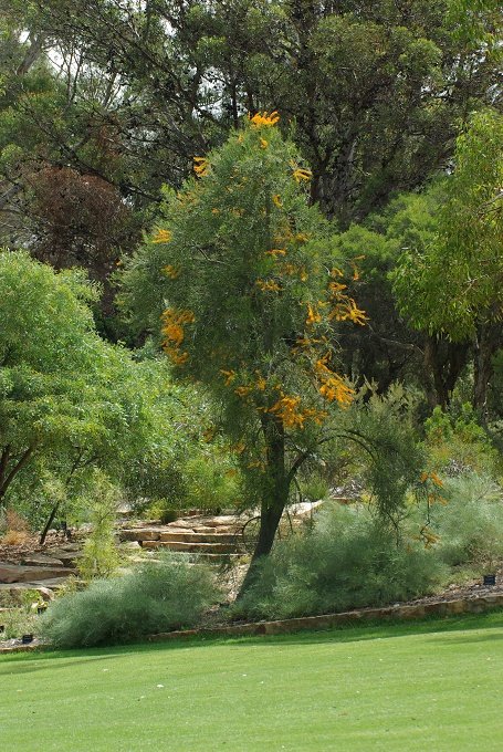 PXK10D_2695.JPG - In Kings Park, Perth, Western Australia