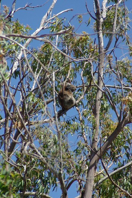 PXK10D_2445.jpg - Koala up high in the Yanchep National Park, near Perth, Western Australia