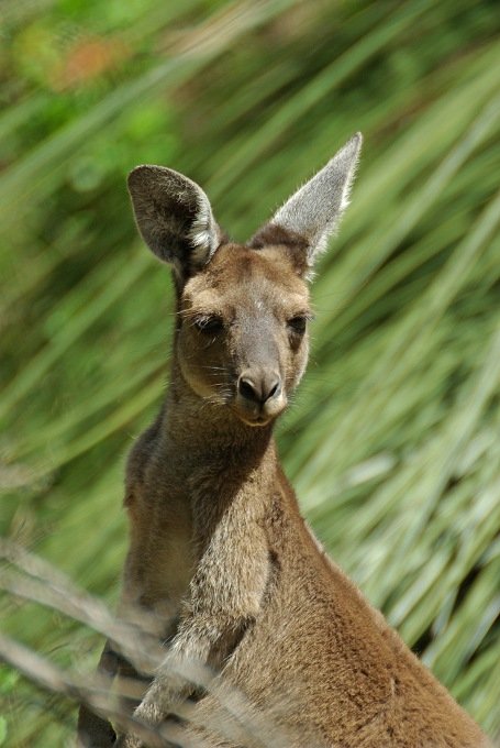 PXK10D_2458.jpg - Kangaroo in the Yanchep National Park, near Perth, Western Australia