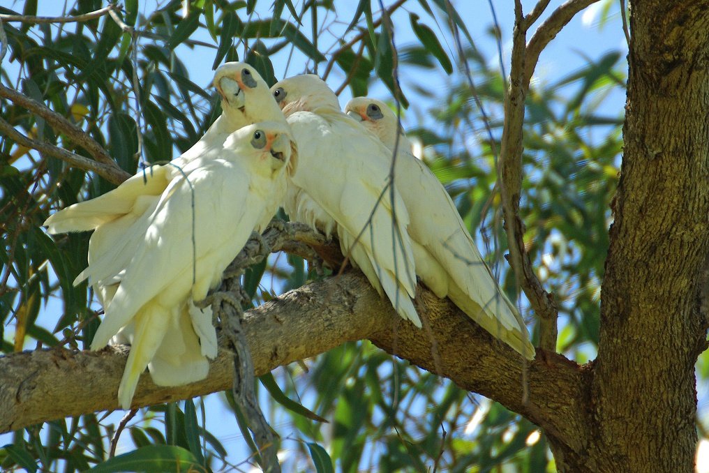 PXK10D_2463.jpg - Cockatoos in the Yanchep National Park, near Perth, Western Australia