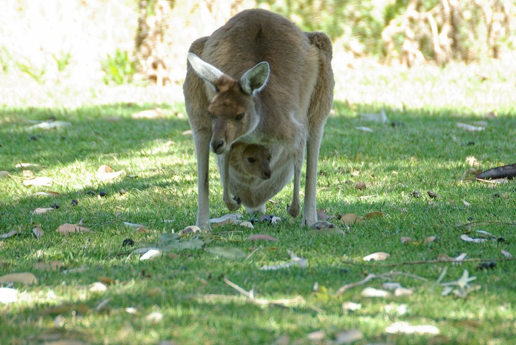 PXK10D_2493.jpg - Kangaroo in the Yanchep National Park, near Perth, Western Australia