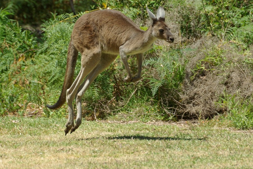 PXK10D_2505.jpg - Kangaroo in the Yanchep National Park, near Perth, Western Australia