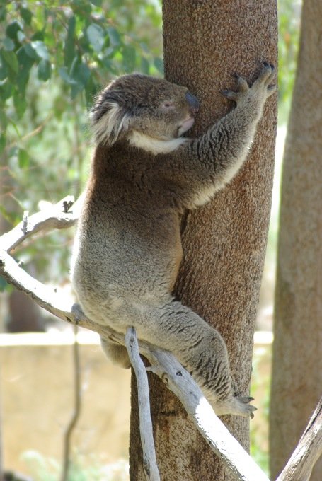 PXK10D_2523.jpg - Koala in the Yanchep National Park, near Perth, Western Australia