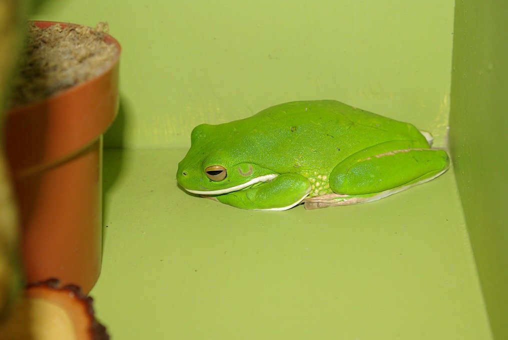 PXK10D_2959.jpg - Frog  in outdoor kitchen unit, B&B in Cairns, Queensland