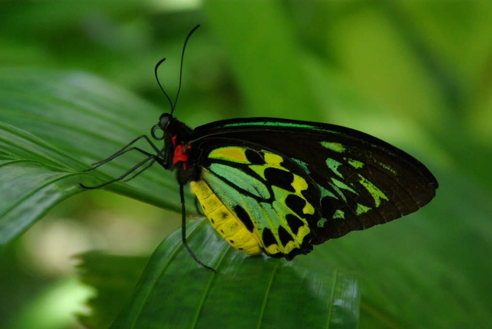 PXK10D_3048.jpg - Australian Butterfly Sanctuary in Kuranda, Queensland