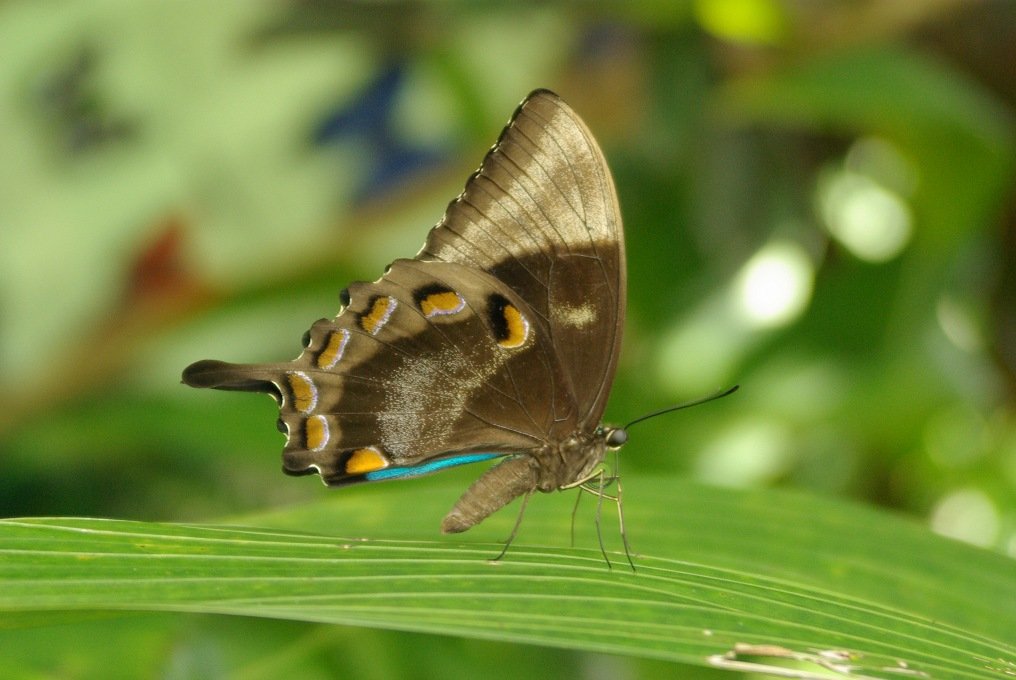 PXK10D_3049.jpg - Australian Butterfly Sanctuary in Kuranda, Queensland
