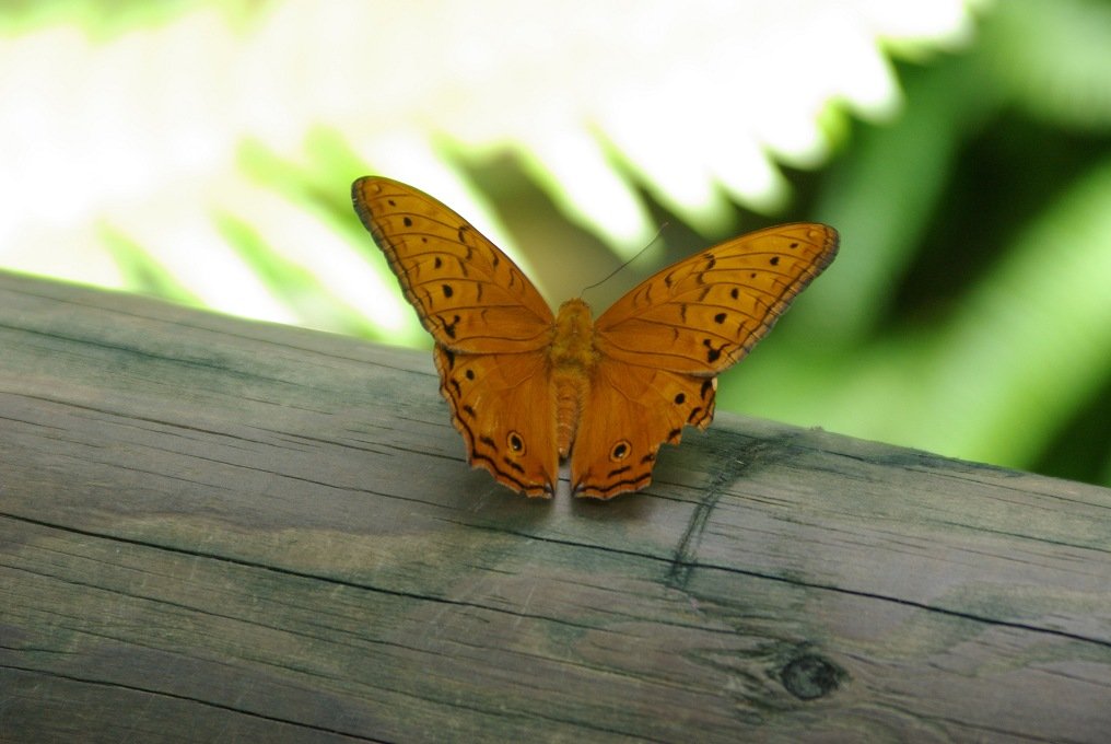 PXK10D_3059.jpg - Australian Butterfly Sanctuary in Kuranda, Queensland