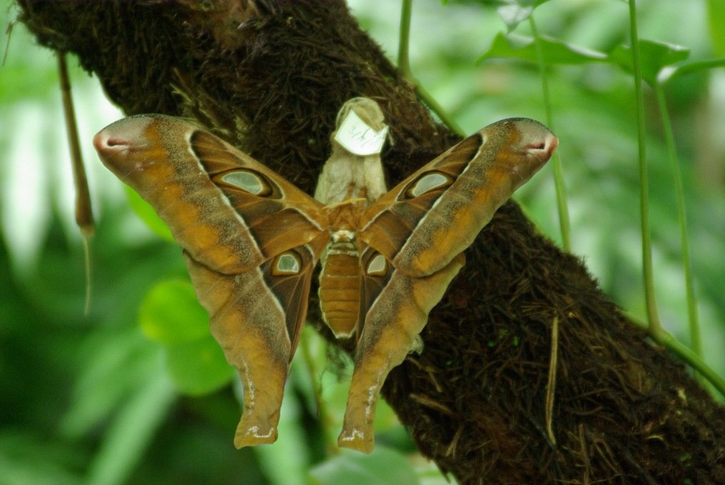 PXK10D_3066.jpg - Newly emerged Hawkhead moth at Australian Butterfly Sanctuary in Kuranda, Queensland